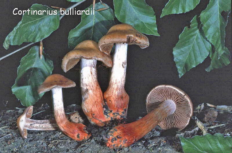 Cortinarius bulliardii-amf614.jpg - Cortinarius bulliardii ; Syn: Inoloma bulliardii ; Nom français: Cortinaire de Bulliard